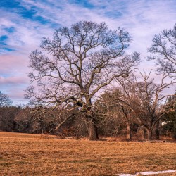 Appleton Tree 1