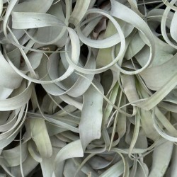 Stoddard Swirls