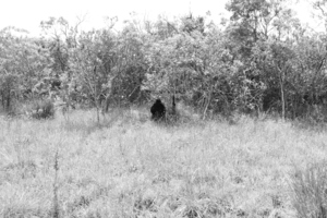 Spirit in the bush