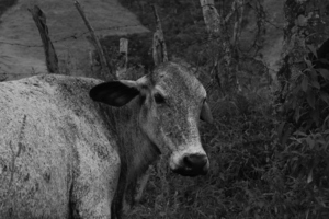Vaca