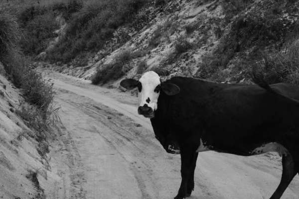 Cow Print