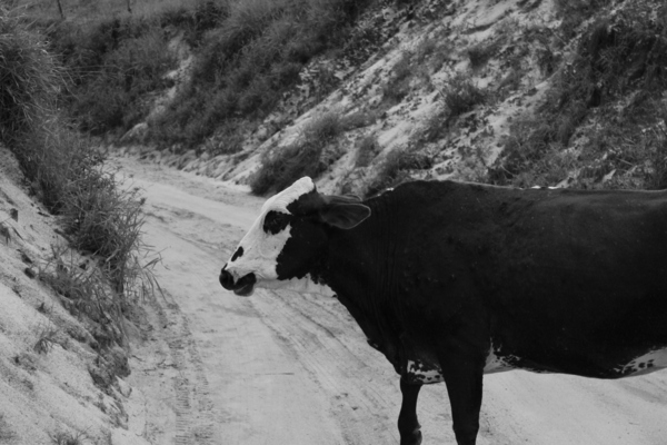 Cow in the way by Pedro Mendes