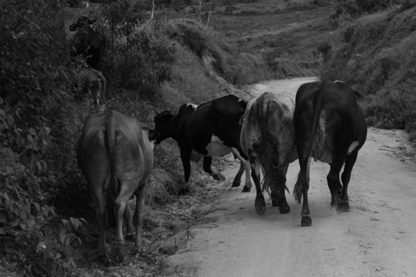Cow in the way  by Pedro Mendes