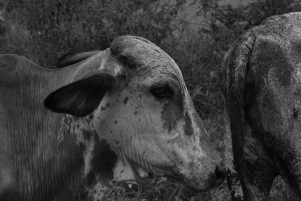 Cow Print
