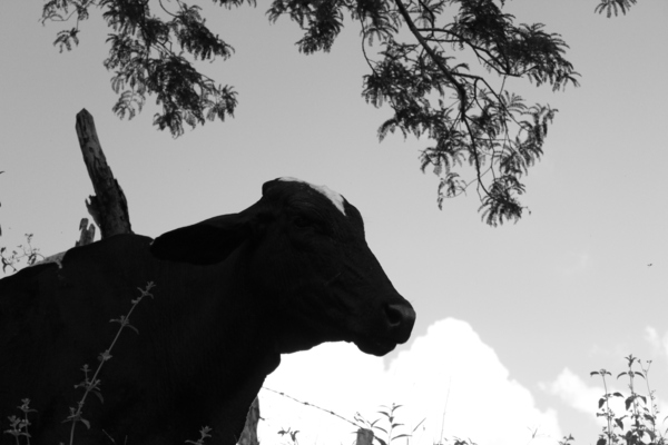 Cow  Print