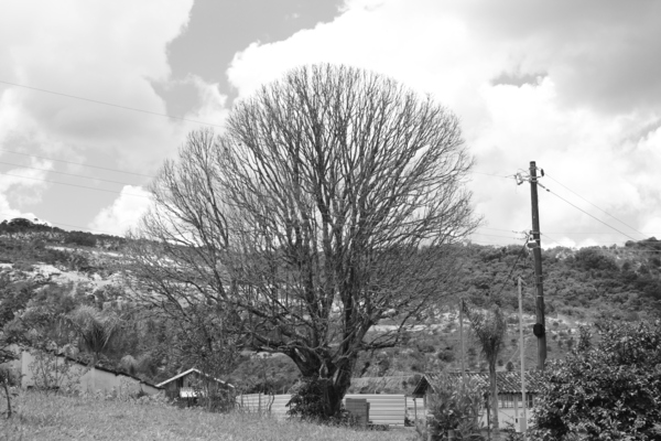 Tree Print