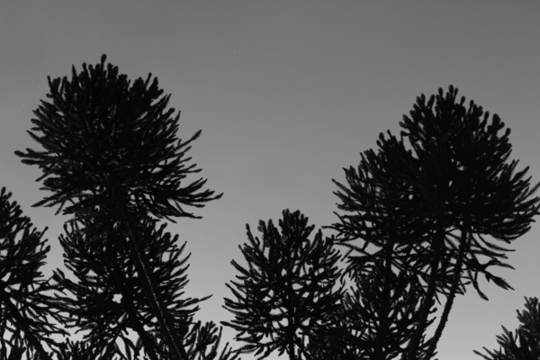Pine tree Print