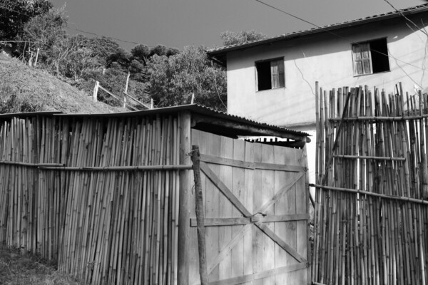 Bamboo fence by Pedro Mendes
