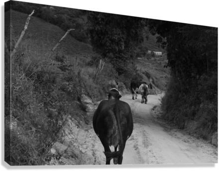 Straight line Canvas Print