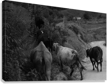 Cows rushing Canvas Print