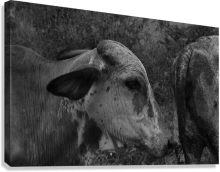 Cow Canvas Print