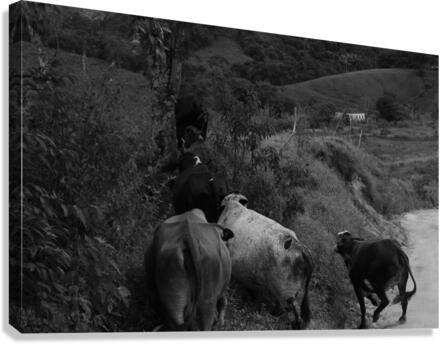 Rushing Canvas Print