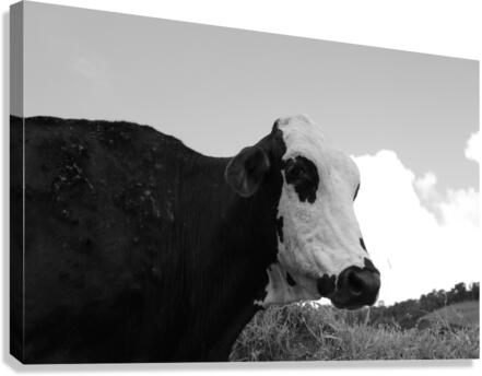 Cow Canvas Print