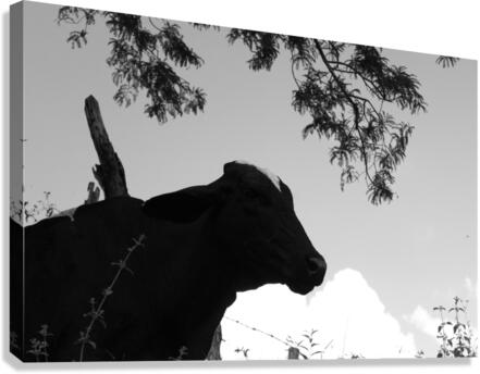 Cow  Canvas Print