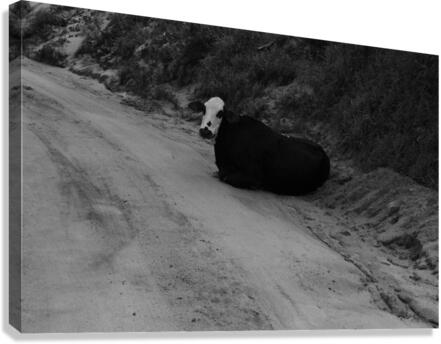 Boi  Canvas Print