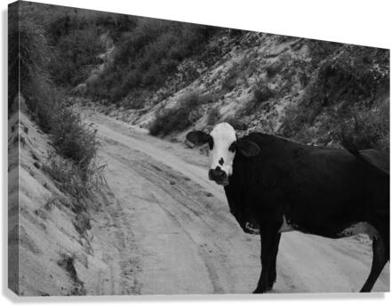 Cow Canvas Print