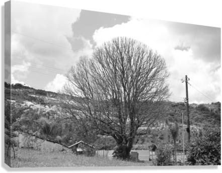 Tree Canvas Print