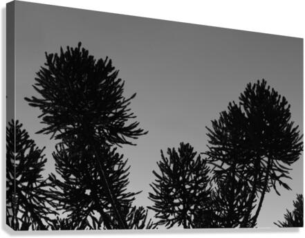 Pine tree Canvas Print