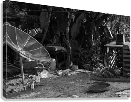 Backyard Canvas Print