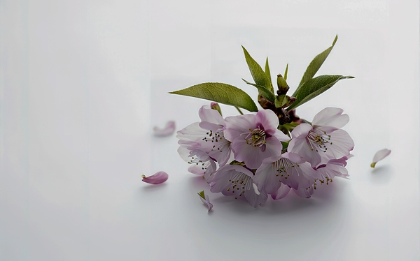 a single cherry blossom with its delicate leaves. by Mariana Tirca
