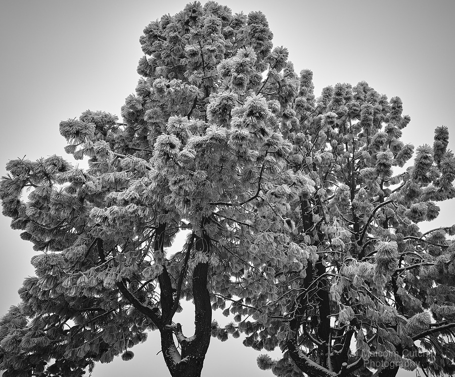 Photos sur toile,