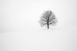 Winter Tree