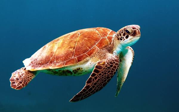 Turtle Print