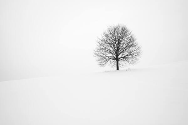Winter Tree Print