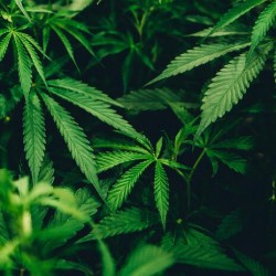 Weed