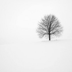 Winter Tree