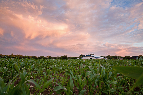 Sunshine blues Print