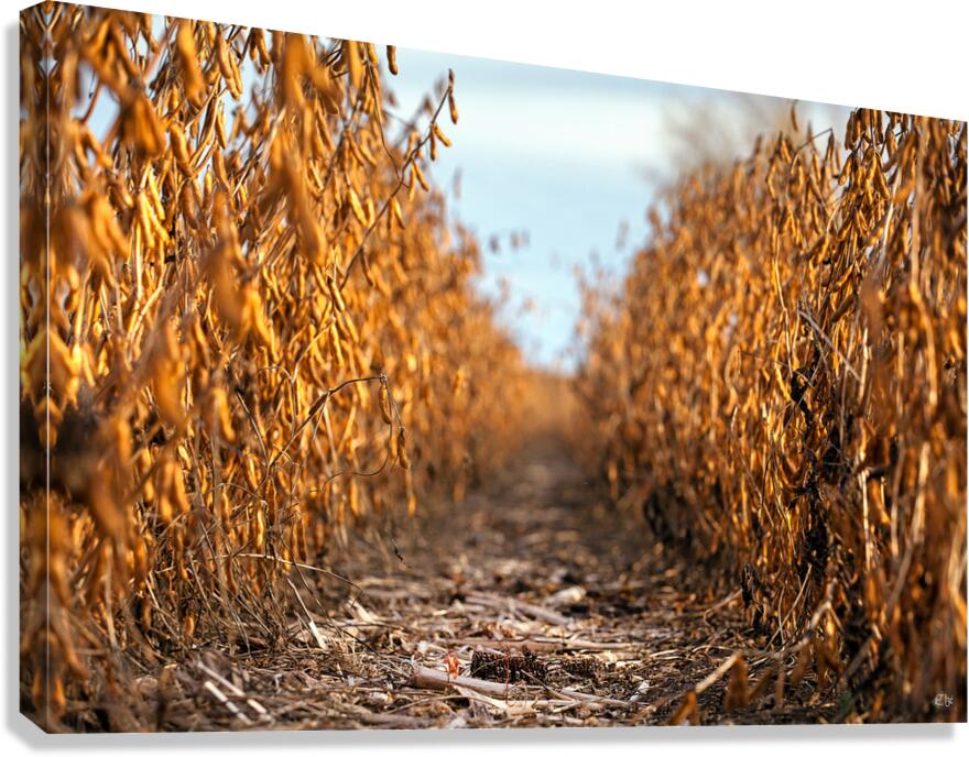 Solitude seche Canvas Print