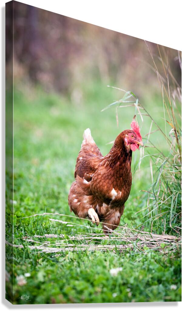 Criquette Canvas Print