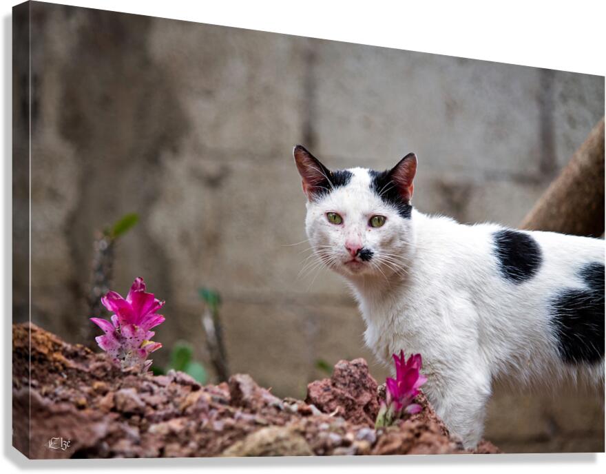 Mistigris Canvas Print