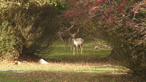 Couple de daims au domaine du Bouchard