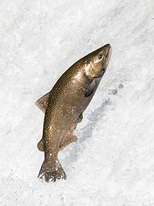 Chinook salmon 1