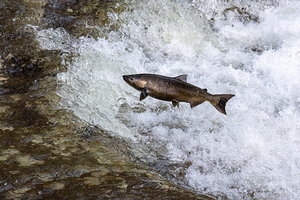 Chinook salmon 2