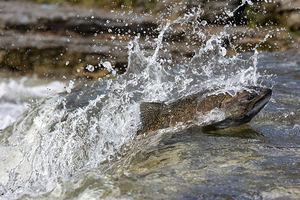 Chinook salmon 3
