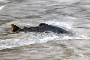 Chinook salmon 4