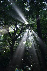 Forest rays