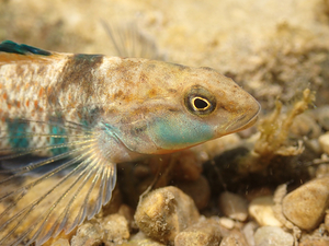 Rainbow darter 1