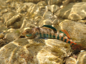Rainbow darter 3