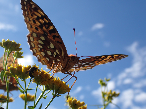 Butterfly Print