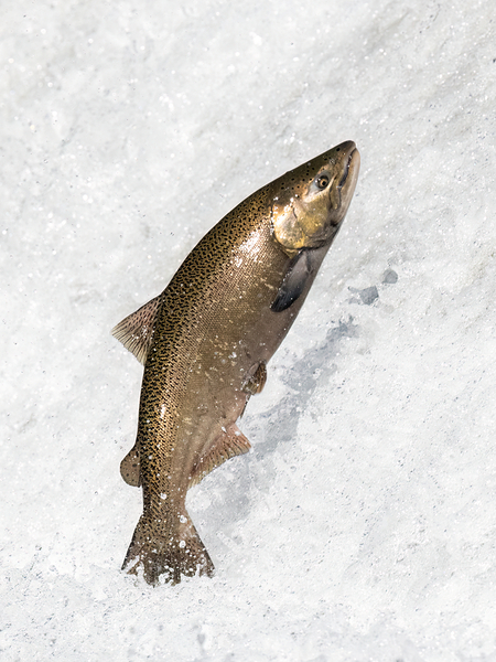 Chinook salmon 1 by naturetidbits