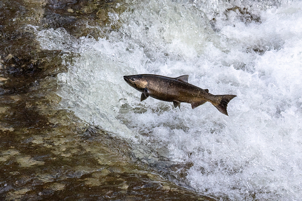 Chinook salmon 2 by naturetidbits