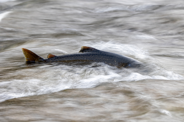 Chinook salmon 4 by naturetidbits
