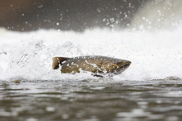 Chinook salmon 5 by naturetidbits