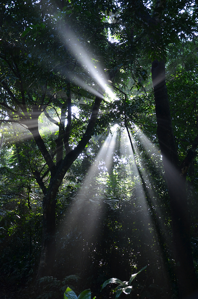 Forest rays Print