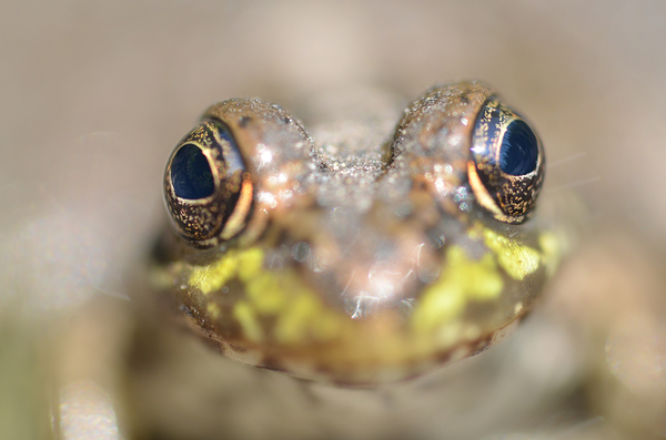Frog Print