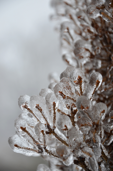 Ice storm Print